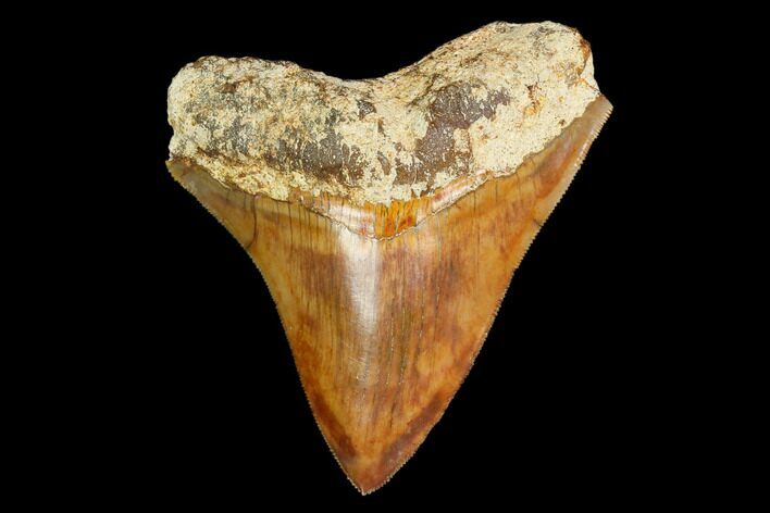 Serrated, Fossil Megalodon Tooth - Indonesia #149836